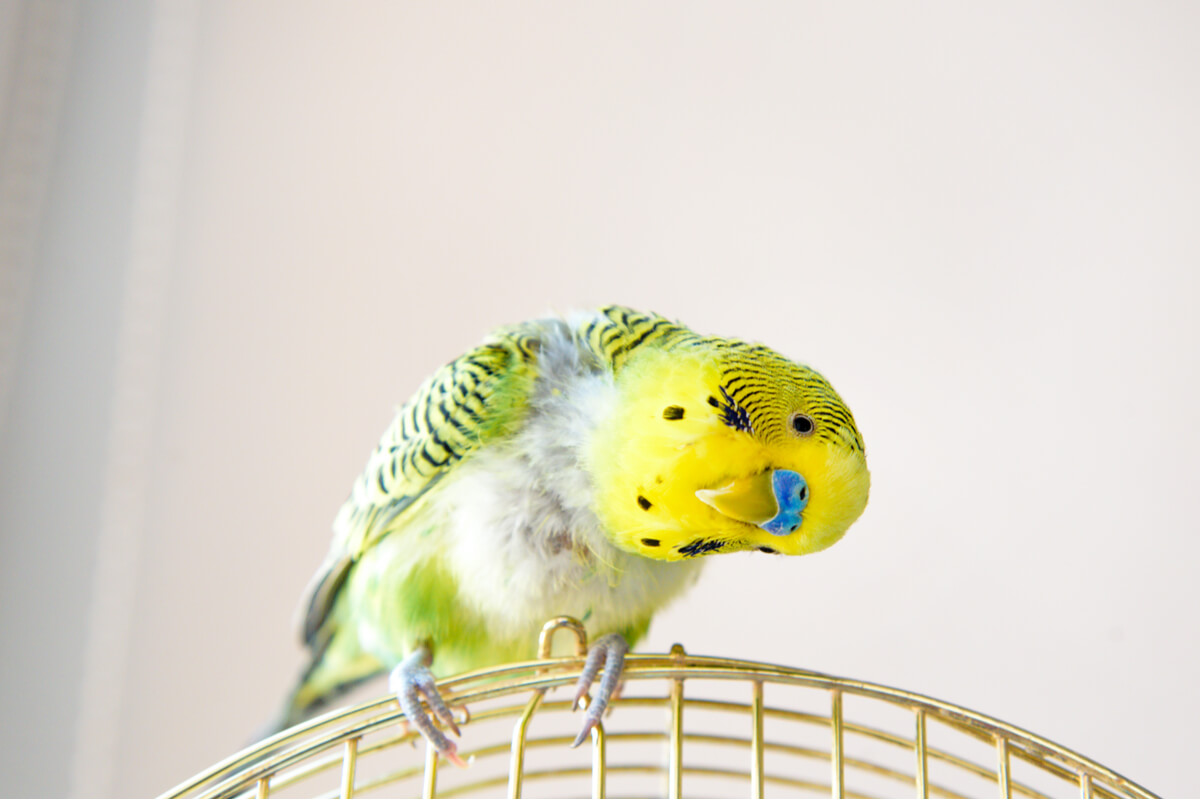 Mein Vogel beißt mich: Ursachen und Lösungen