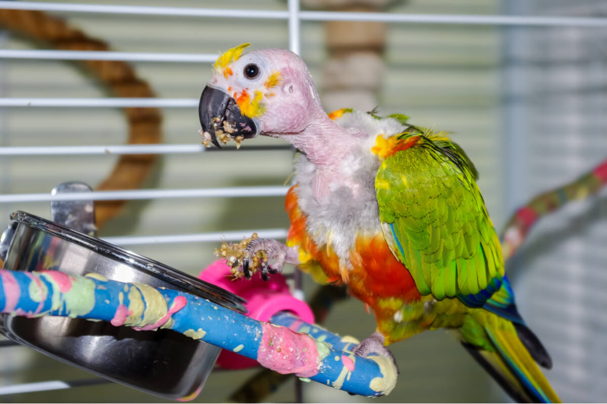 Los loros son animales que pueden sufrir depresión.