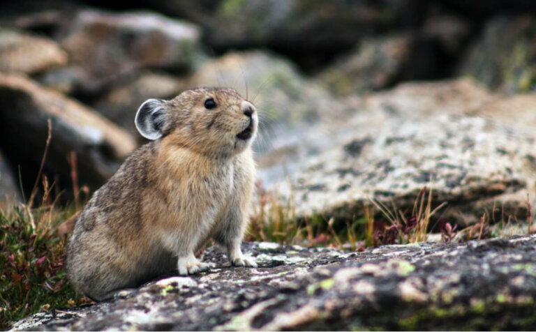 Pikas o liebres silbadoras: hábitat y características