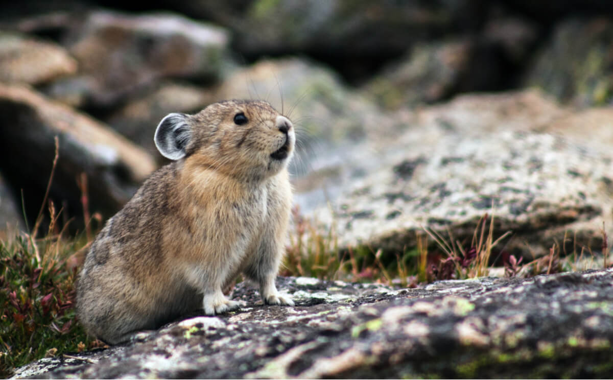 Las pikas cantan desde su casa.