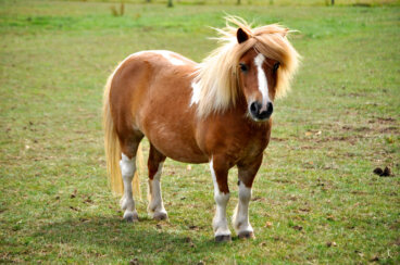 Las 9 razas de ponis más populares