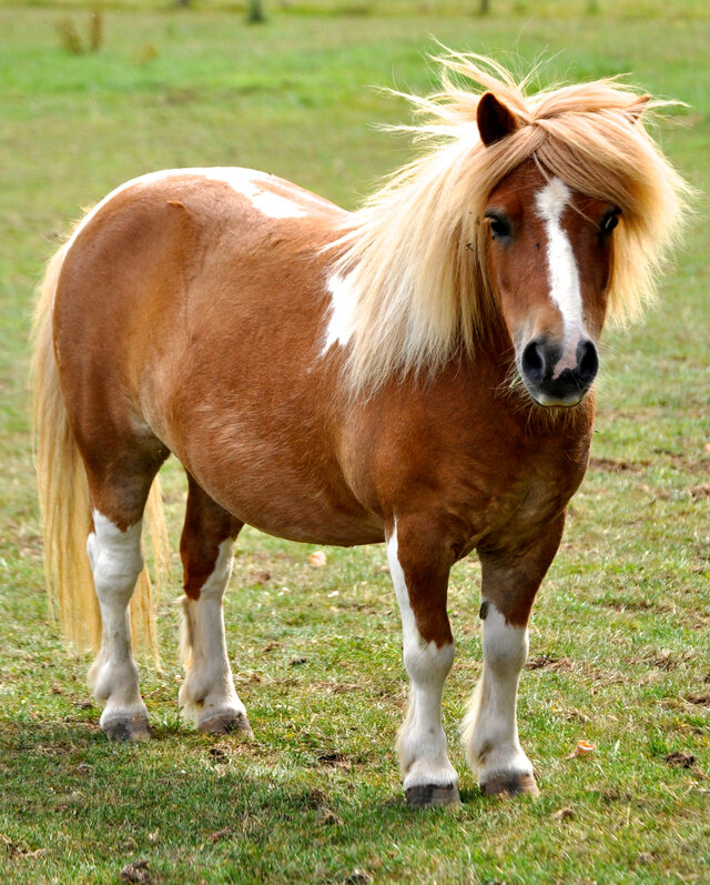 Las 9 razas de ponis más populares - Mis Animales