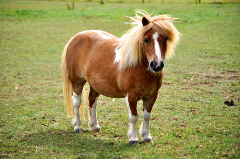 Las 9 razas de ponis más populares