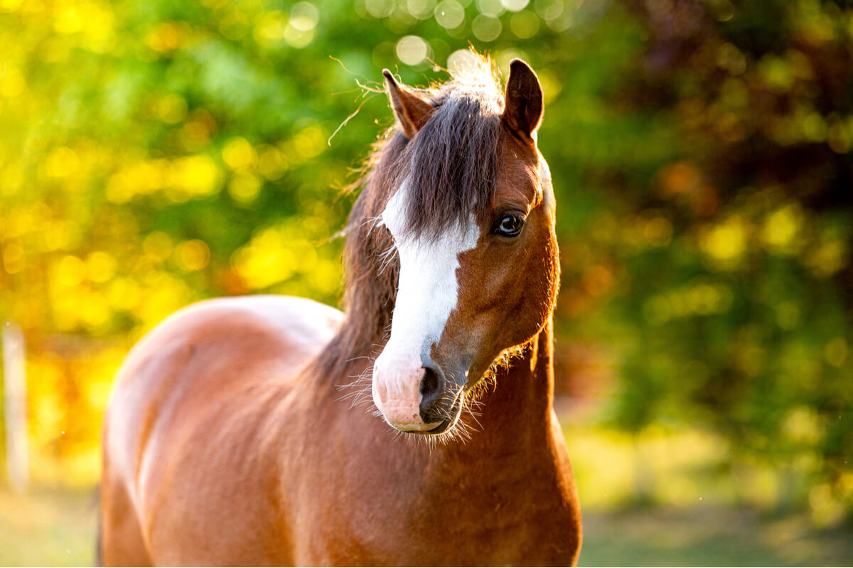 Un poni welsh. Es una de las razas de ponis.