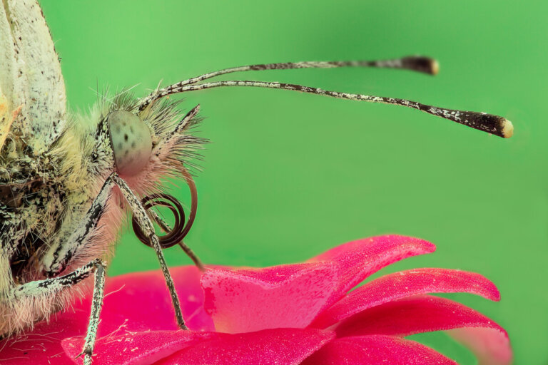 ¿Cómo se alimentan las mariposas?