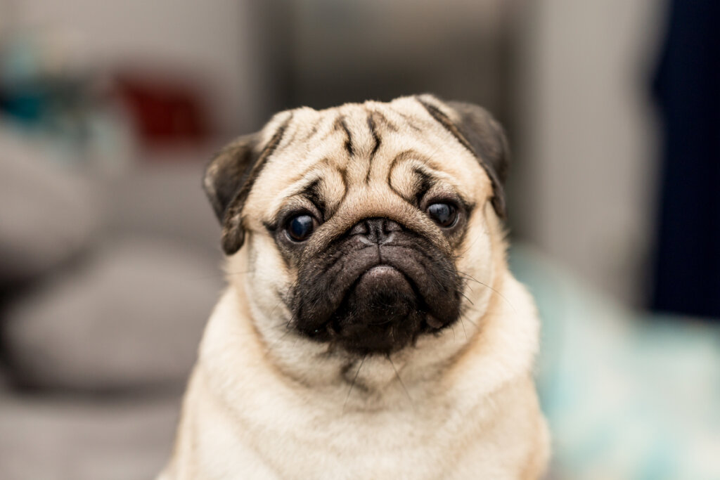 Los pugs son un ejemplo de la endogamia en mascotas.