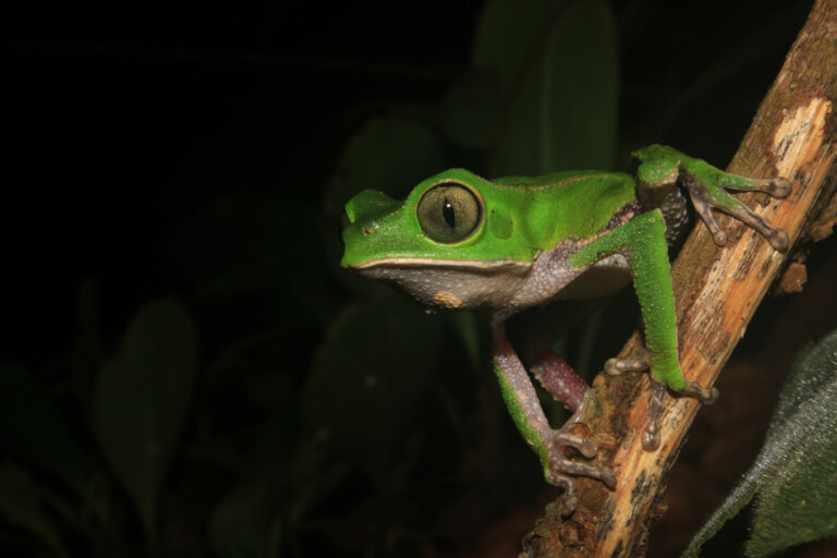 Ranas mono: hábitat y características