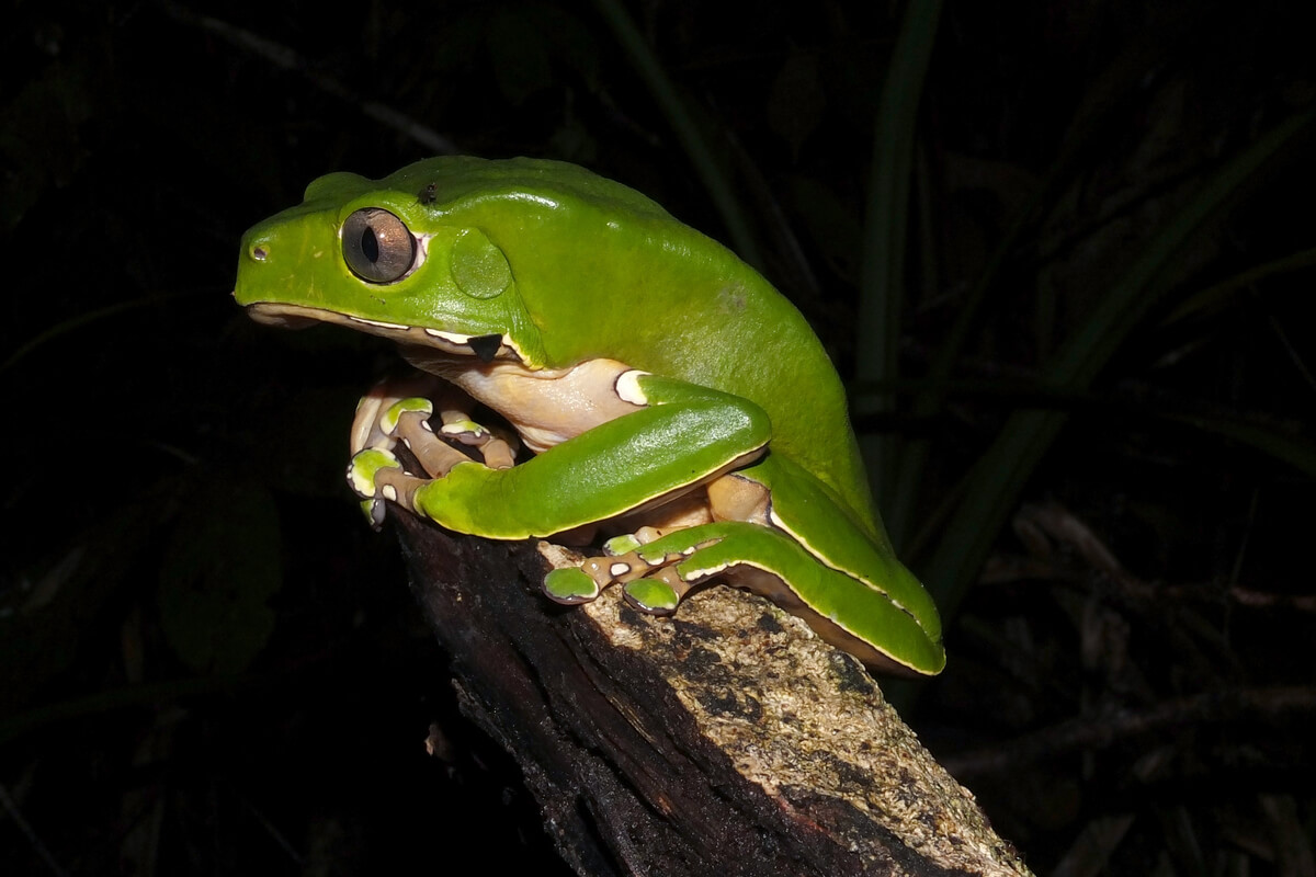 One of the monkey frogs.