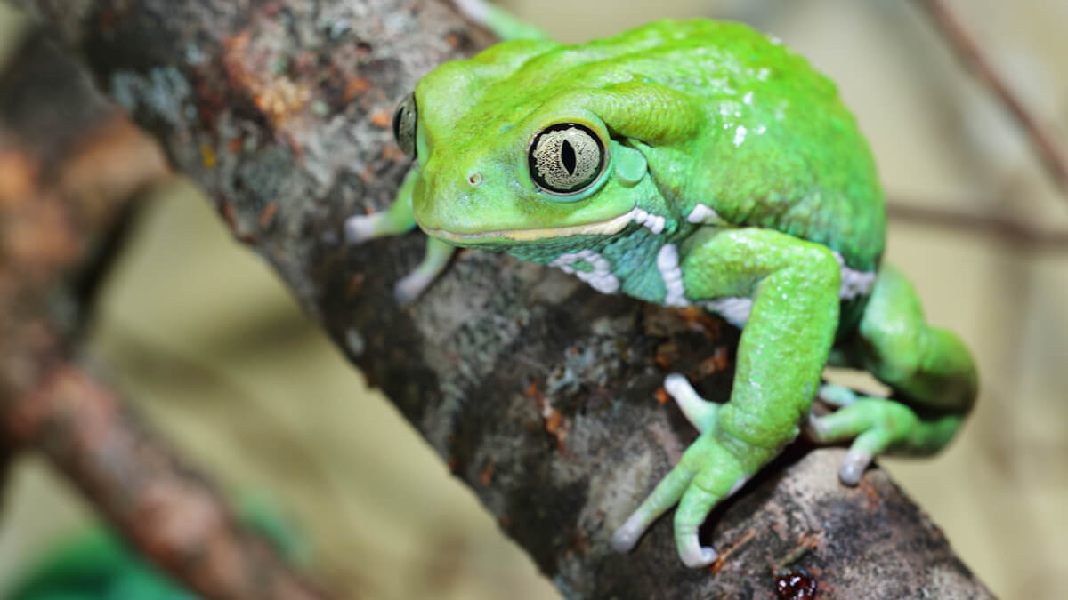 One of the curiosities of frogs is that some secrete waxes.