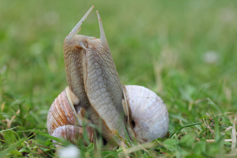 9 tipos de caracoles
