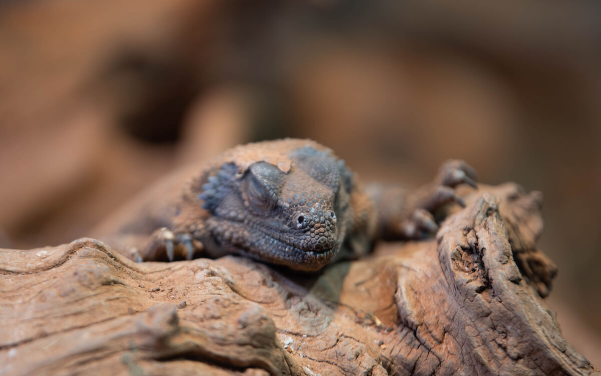 ¿Cómo regulan los reptiles su temperatura?