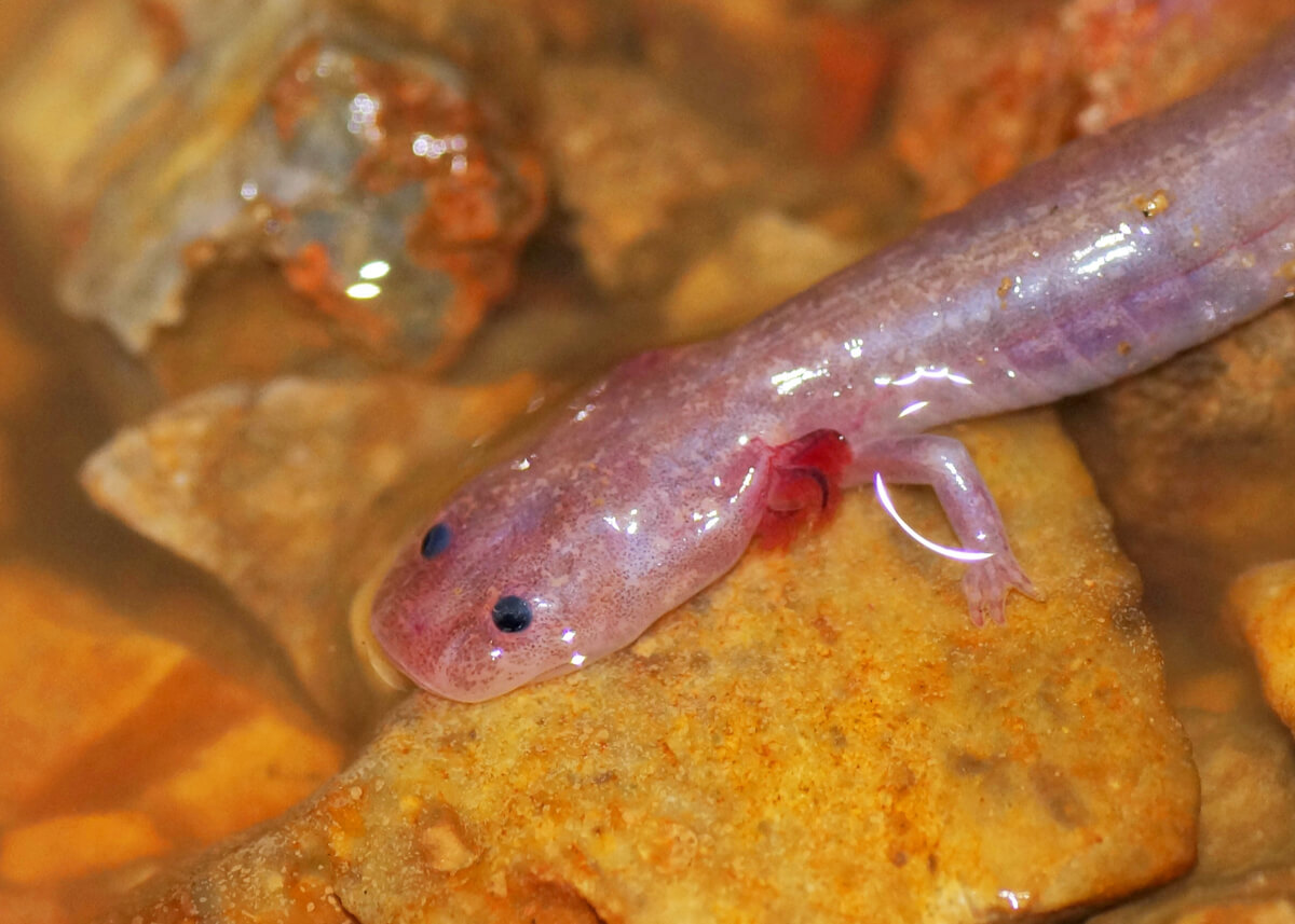 Una salamandra ciega.