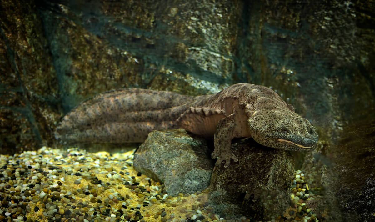 Una de las salamandras gigantes o dragones de agua dulce.