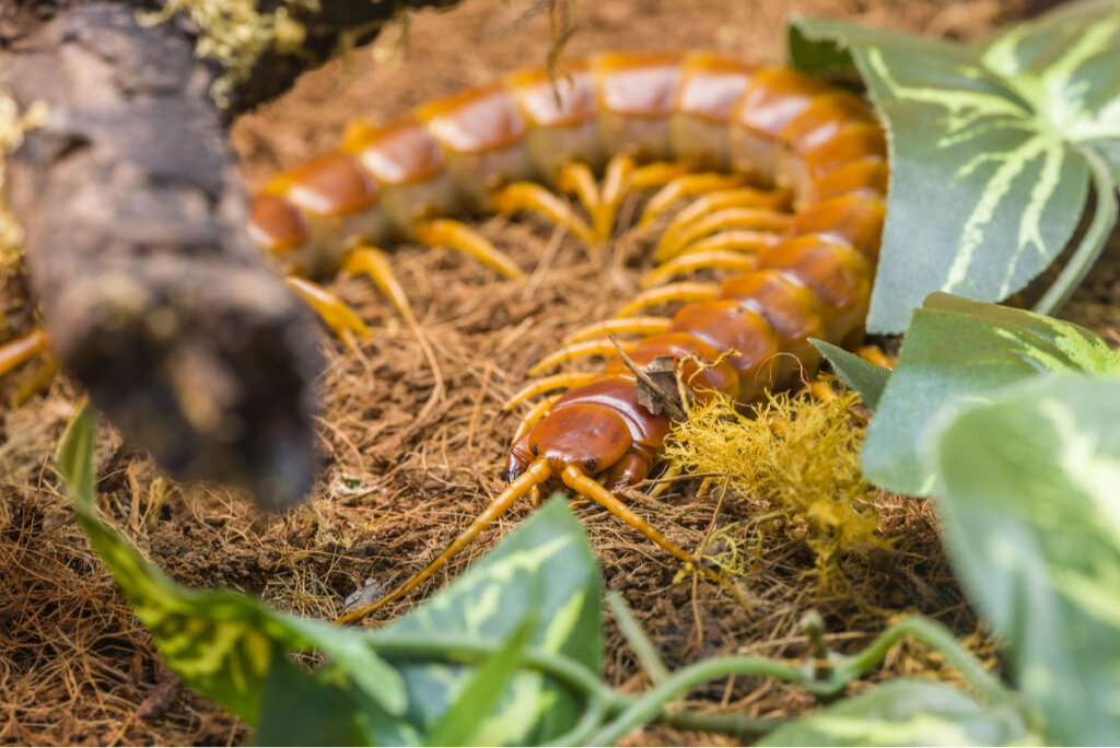 Un ejemplar de Scolopendra gigantea en un terrario.