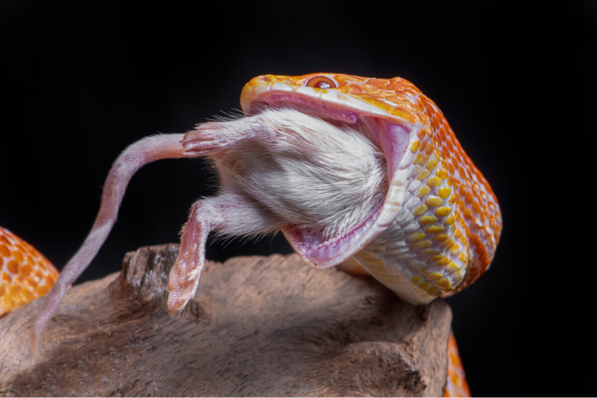 La amebiasis en reptiles es mortal.