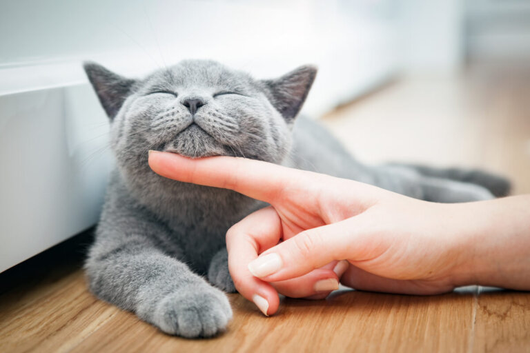 11 razas de gatos grises