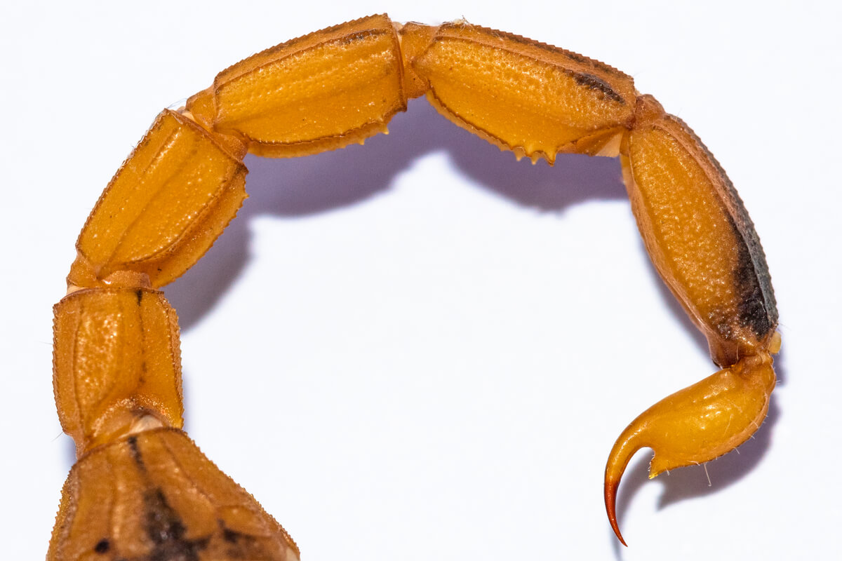 Un aguijón de Tityus stigmurus.