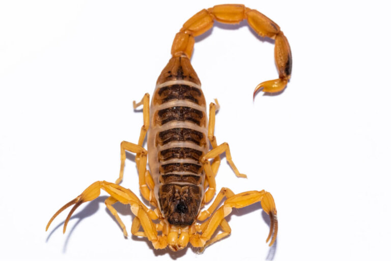 Tityus stigmurus: cuidados y cría en cautiverio