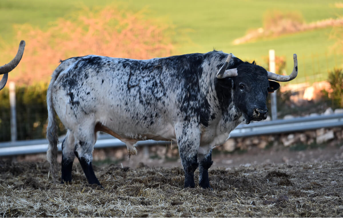 Un ejemplar de toro de cría.
