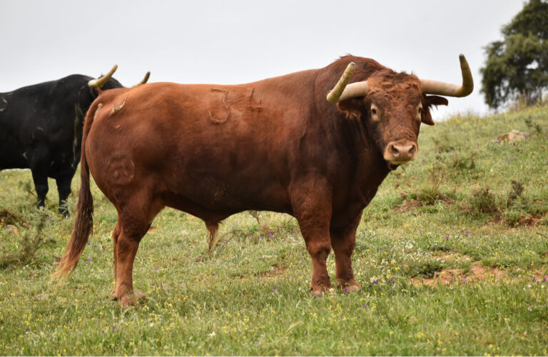 Curiosidades sobre el comportamiento reproductivo de los toros