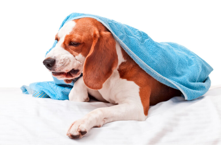 ¿Cómo tratar los problemas articulares en perros ancianos?