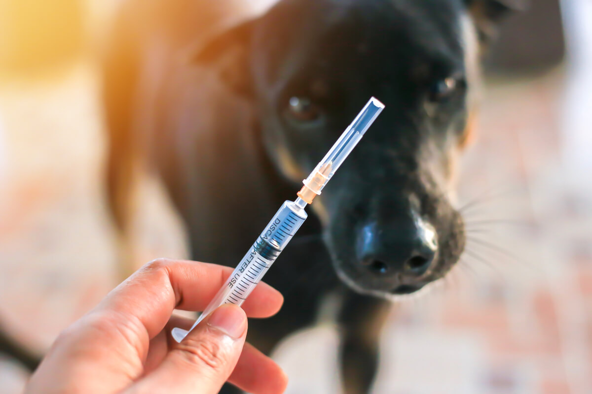 A dog and a needle.