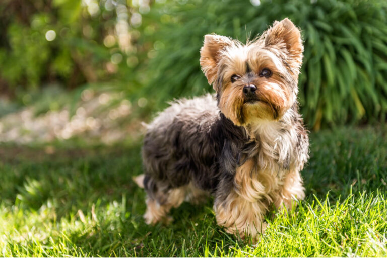 Las enfermedades más comunes del yorkshire terrier