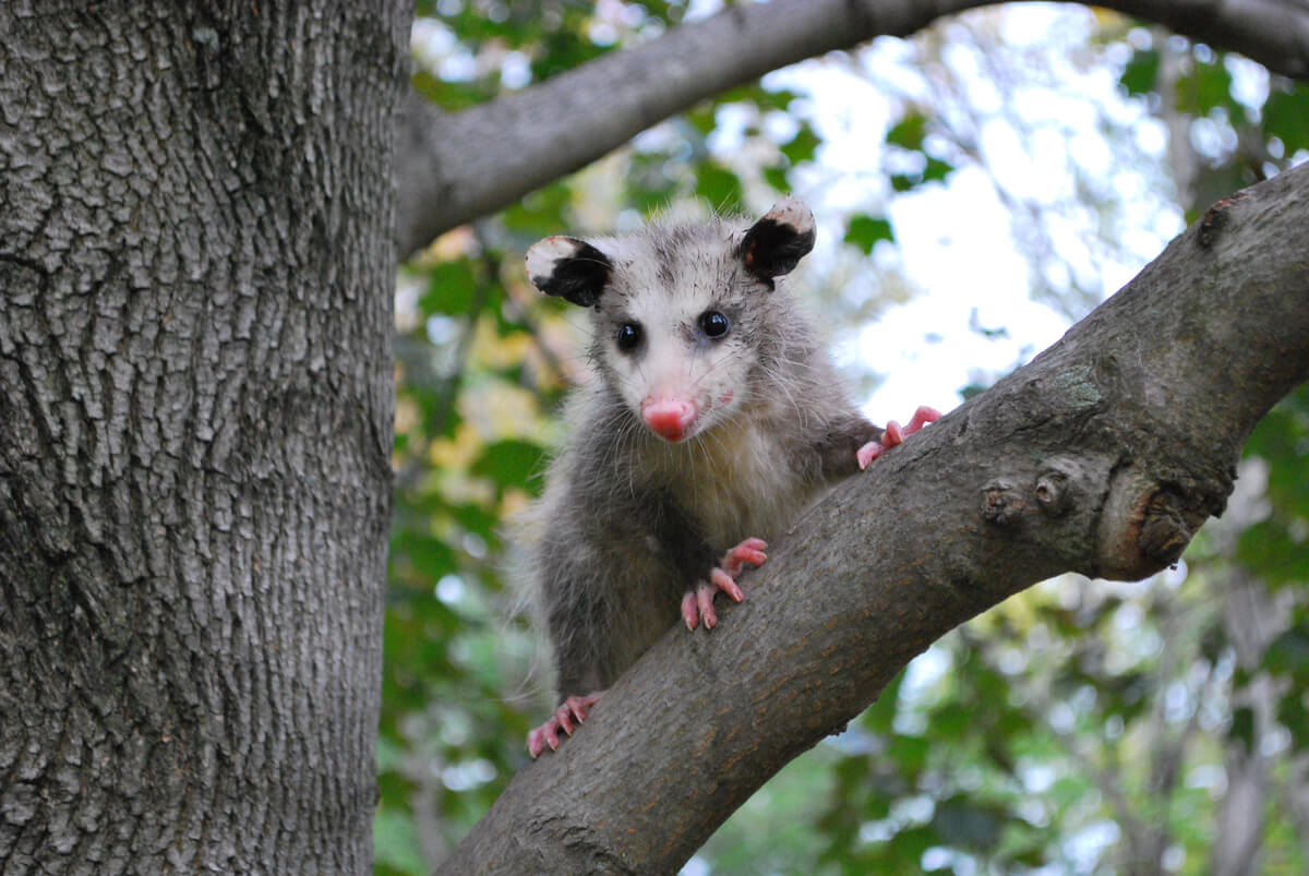 Un opossum su un albero.