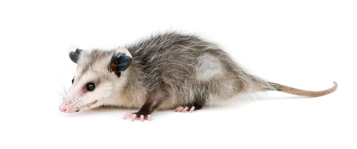An opossum.