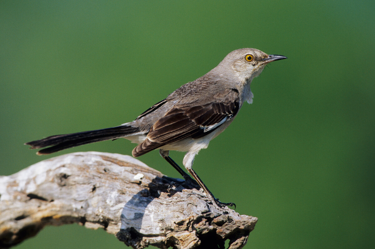 Un cenzontle sobre una rama.