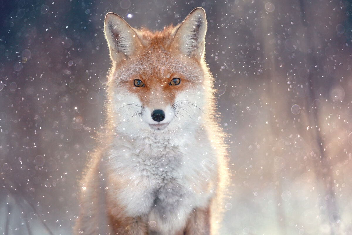 壁纸 寒冷的冬天，雪，狐狸 1920x1200 HD 高清壁纸, 图片, 照片