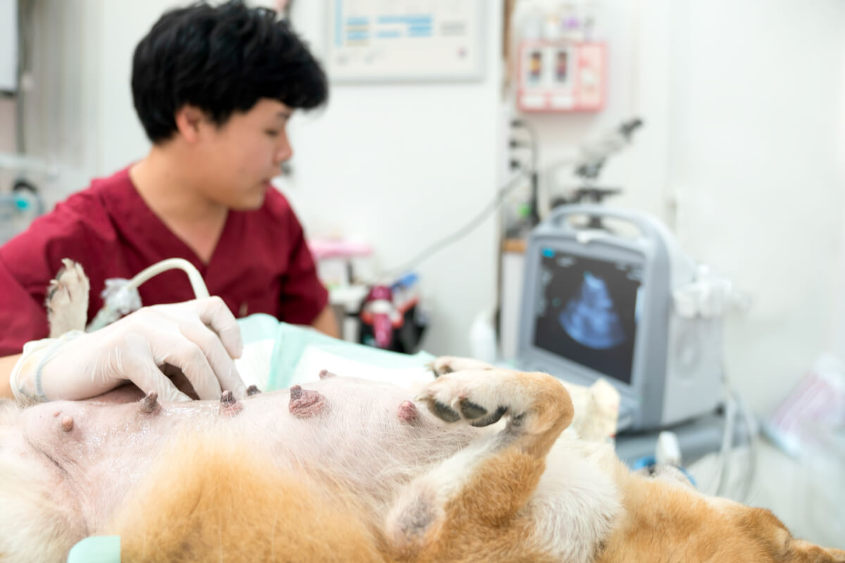 Cálculos biliares en perros: síntomas, causas y tratamiento