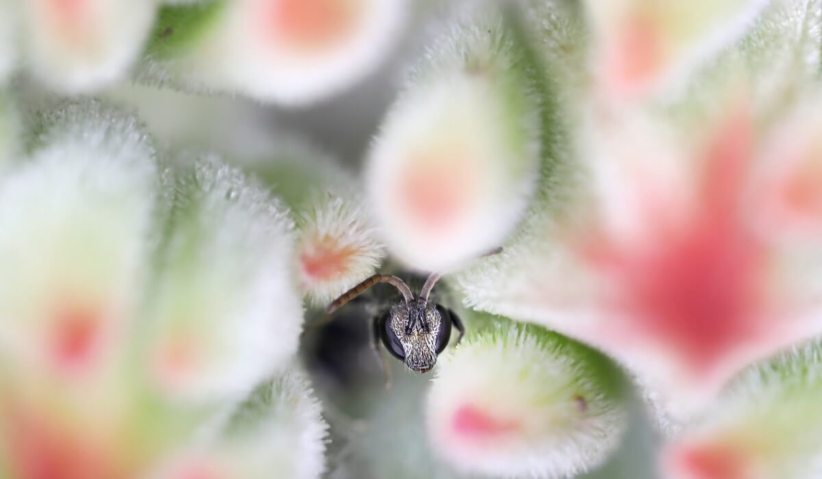 Una abeja en un campo de flores.