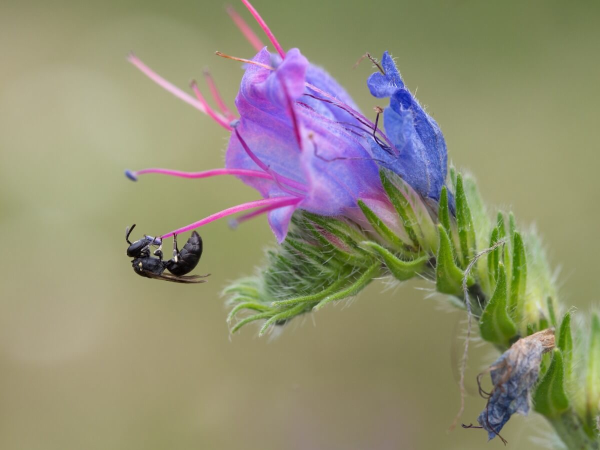Uma abelha negra em uma flor.