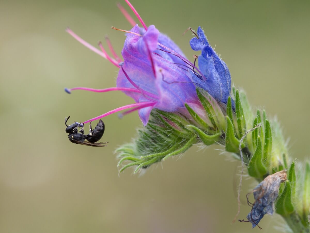 Una abeja negra sobre una flor.