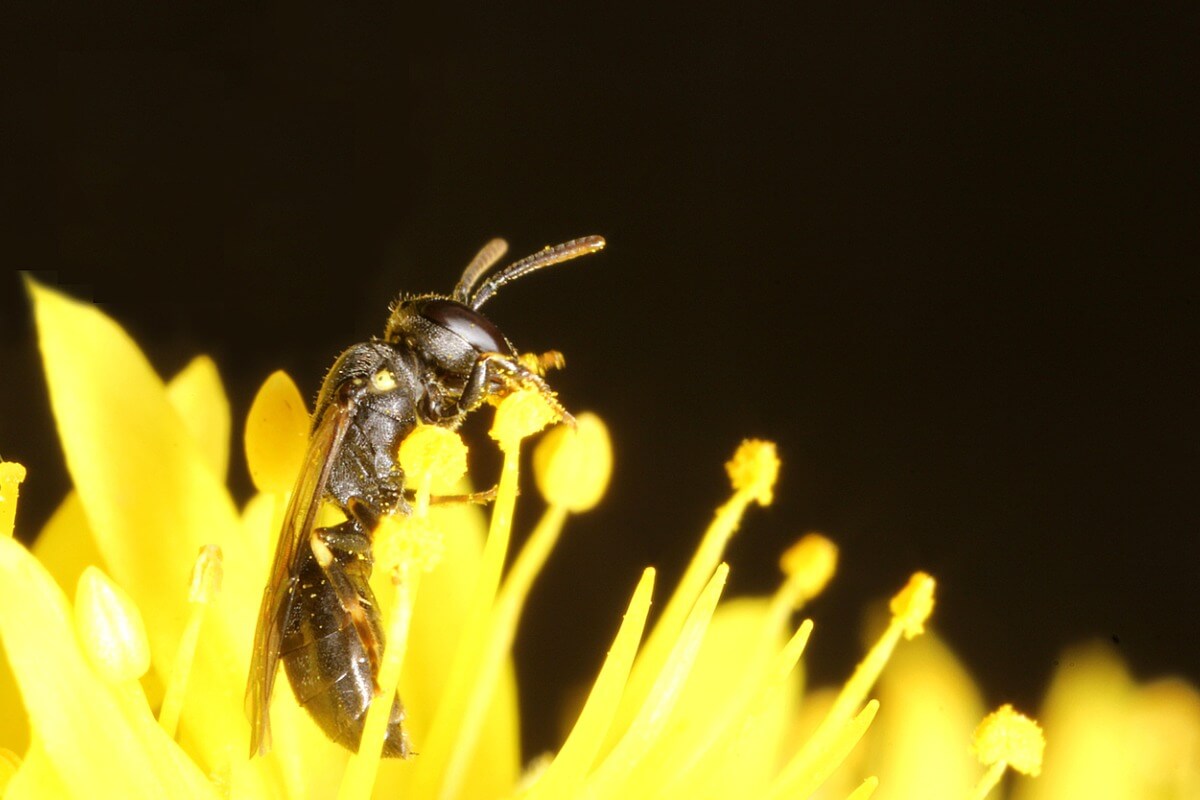 La reaparición de la abeja australiana que se creía extinta