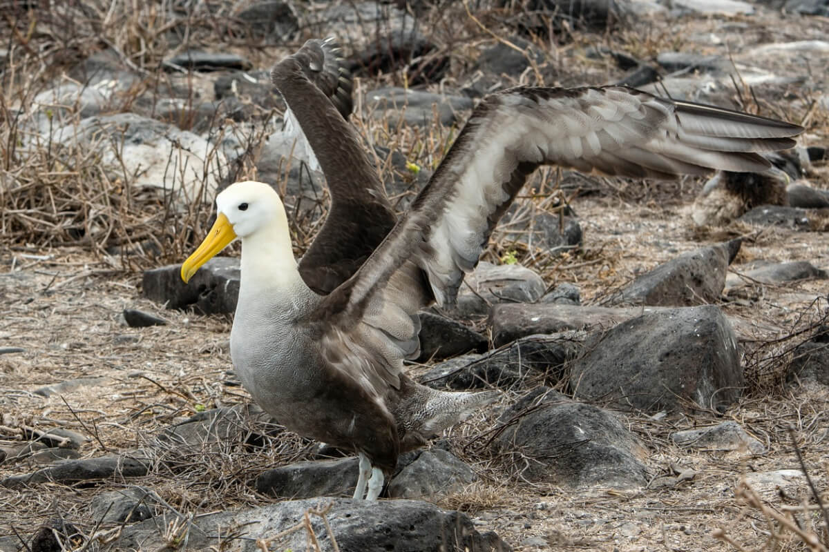Uno de los animales en peligro de extinción en Ecuador.