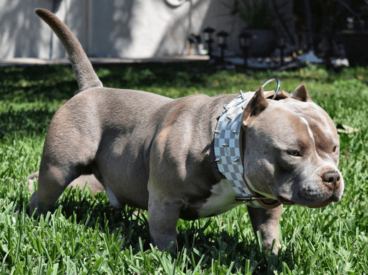 American bully pocket: curiosidades y cuidados