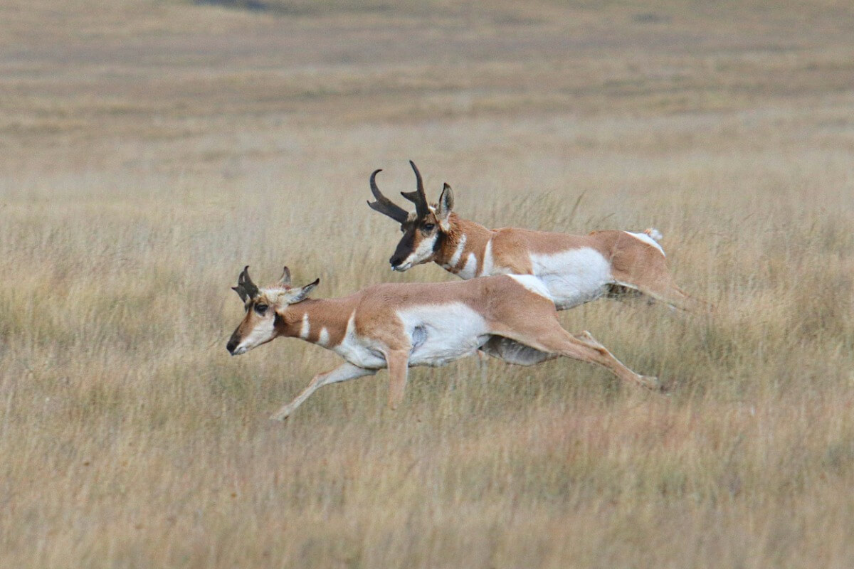 O antílope é um dos mamíferos mais rápidos do mundo.