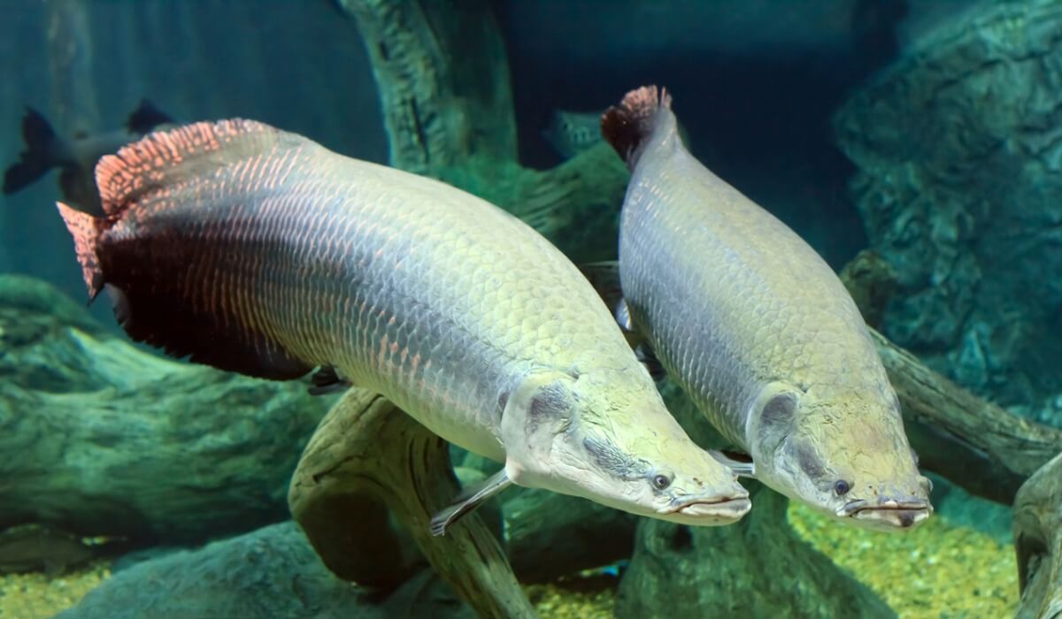Un Arapaima gigas en un acuario.