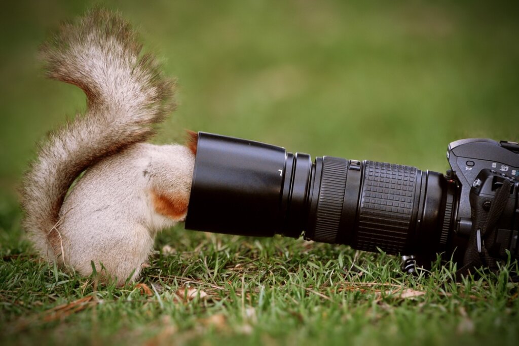 Los 6 mejores documentales de animales