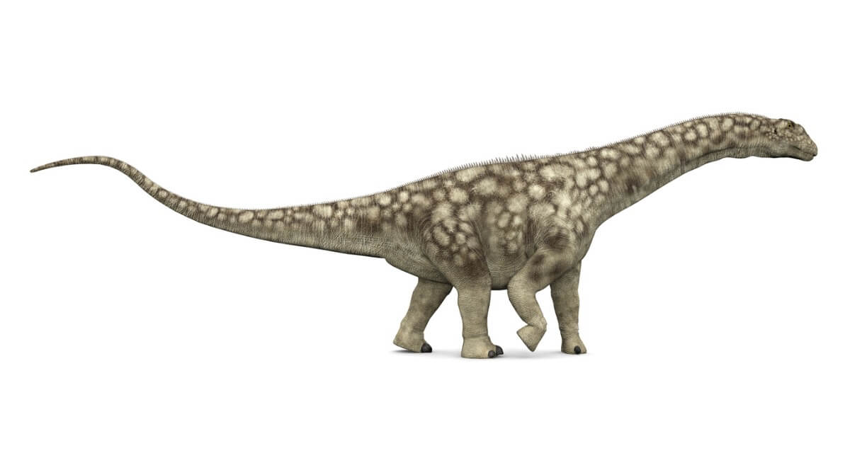 Un Argentinosaurio sobre un fondo blanco.