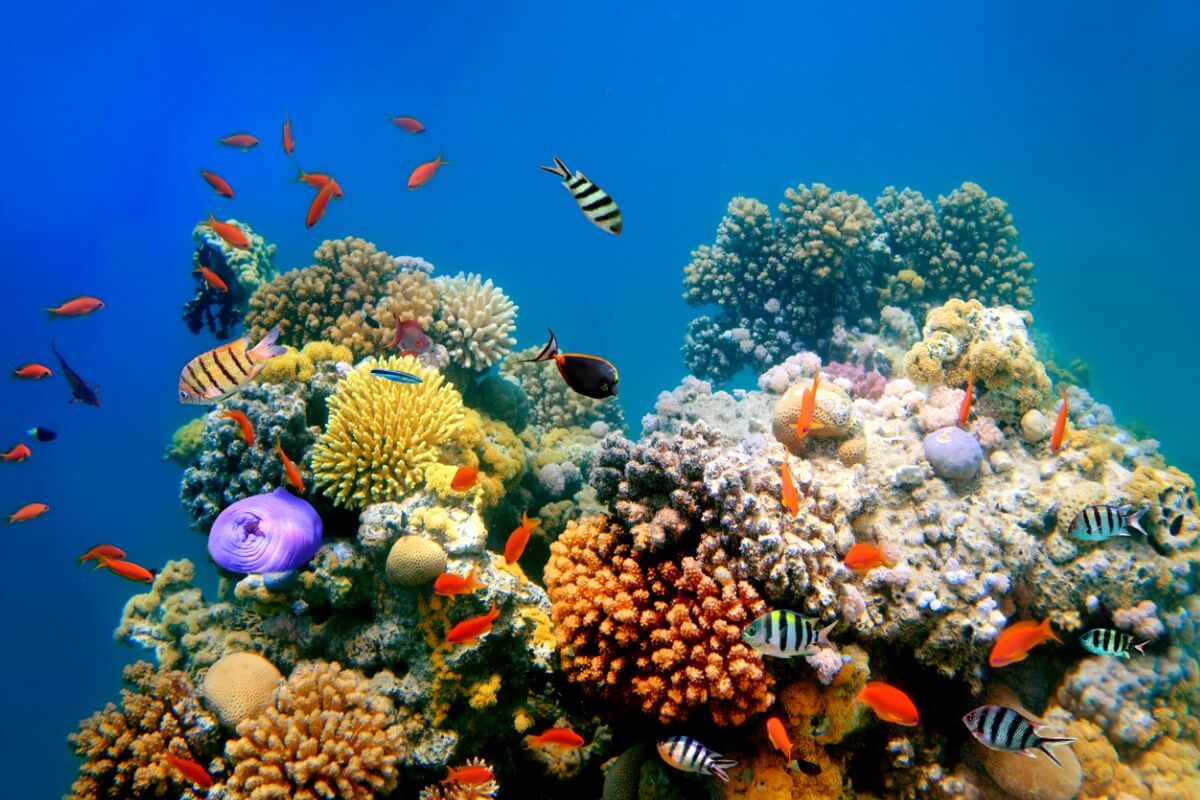 Un ejemplo de un tipo de arrecife de coral.