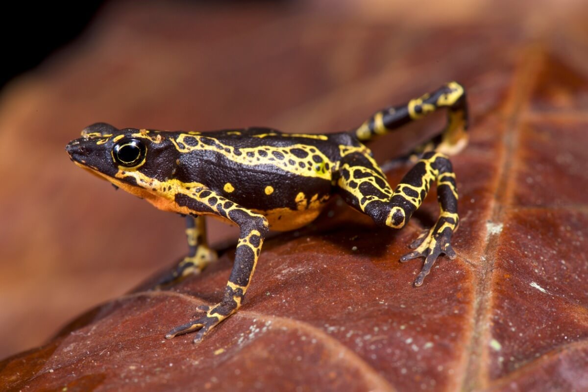 Ett av de hotade djuren i Ecuador.