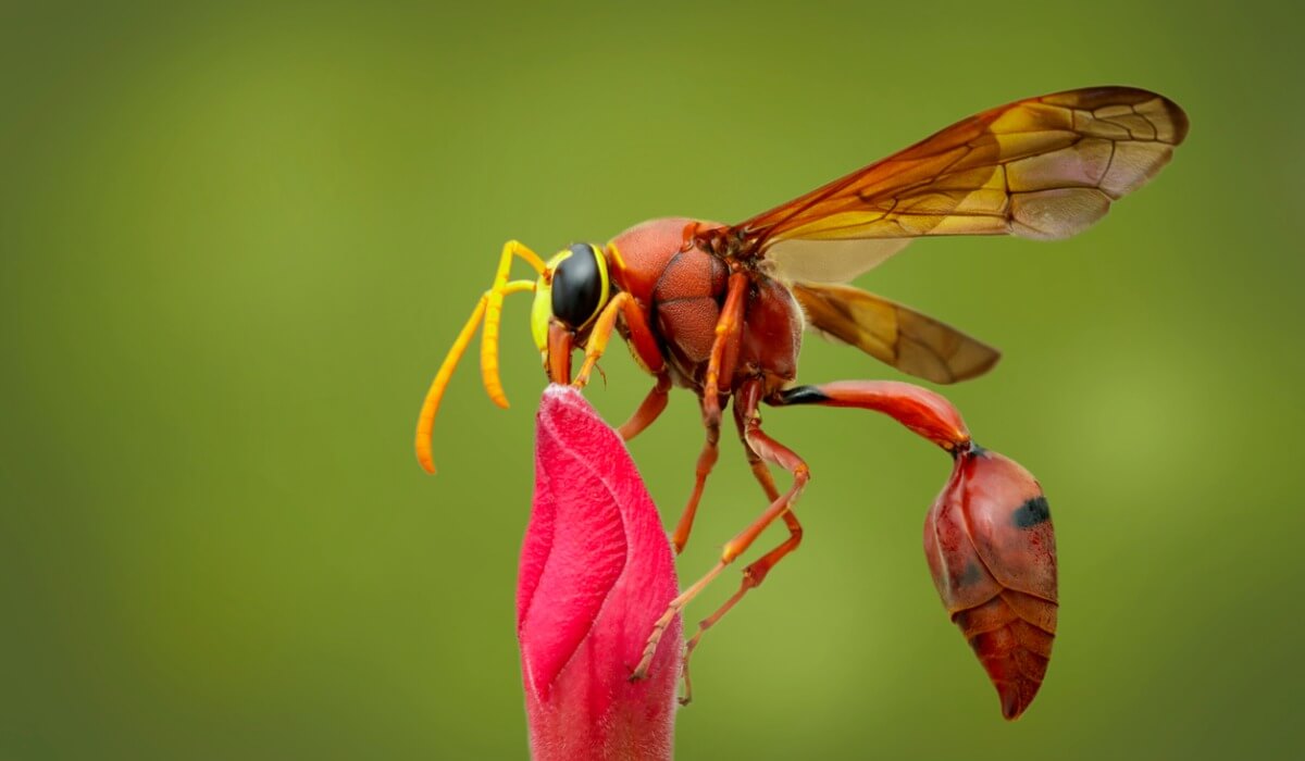 Otro de los tipos de insectos.