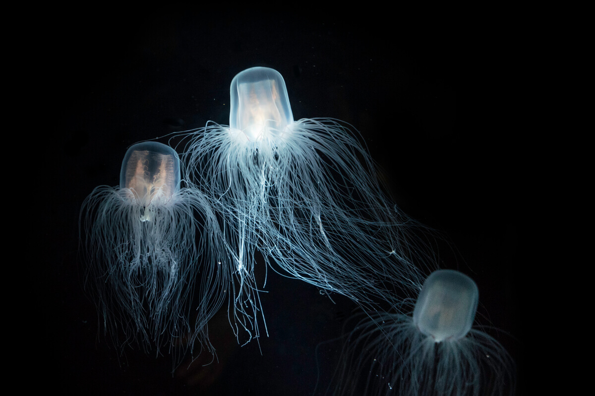 Una avispa de mar, de las medusas más venenosas de la Tierra.