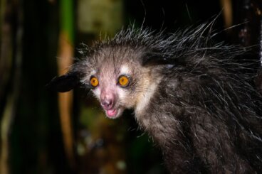 Los 5 animales más feos del mundo