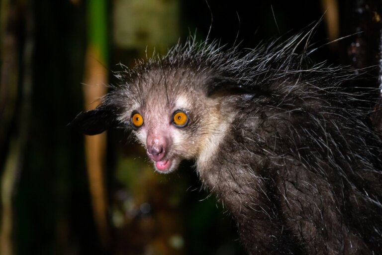 Los 5 animales más feos del mundo