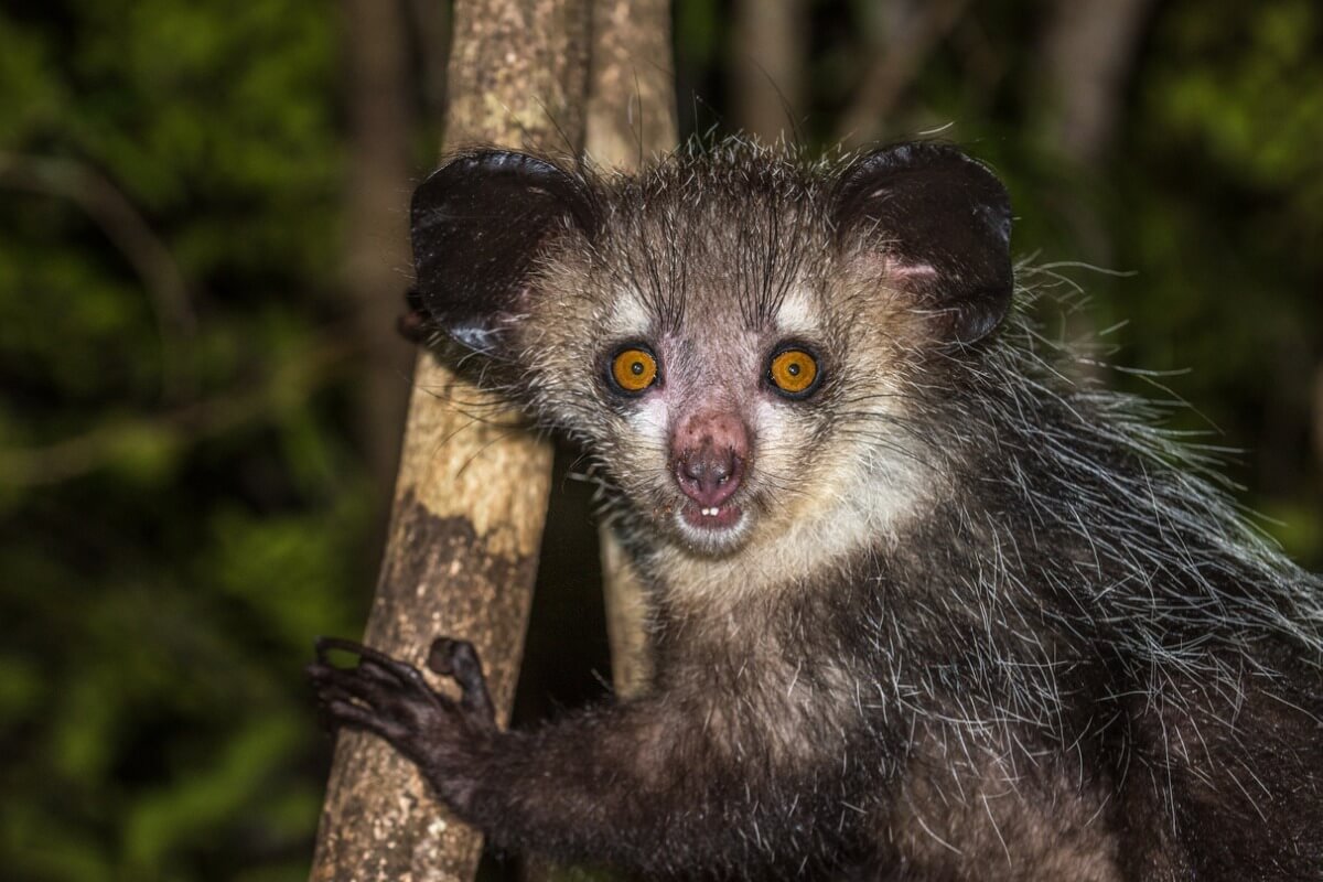 Aye-aye spaventato. Uno degli animali del Madagascar.