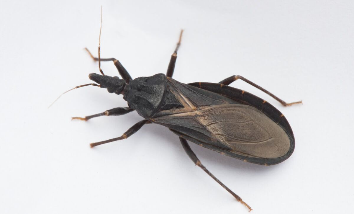 O besouro faz parte dos animais vampiros.